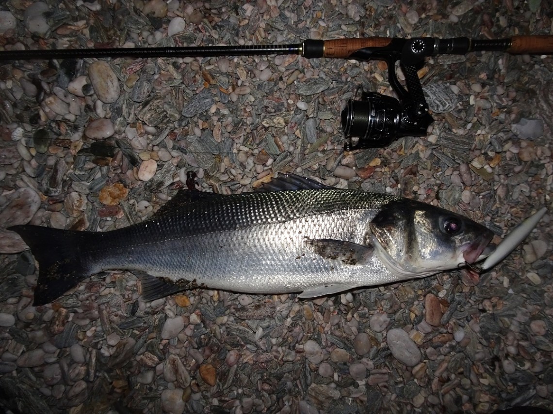 One of my bass taken on a needlefish