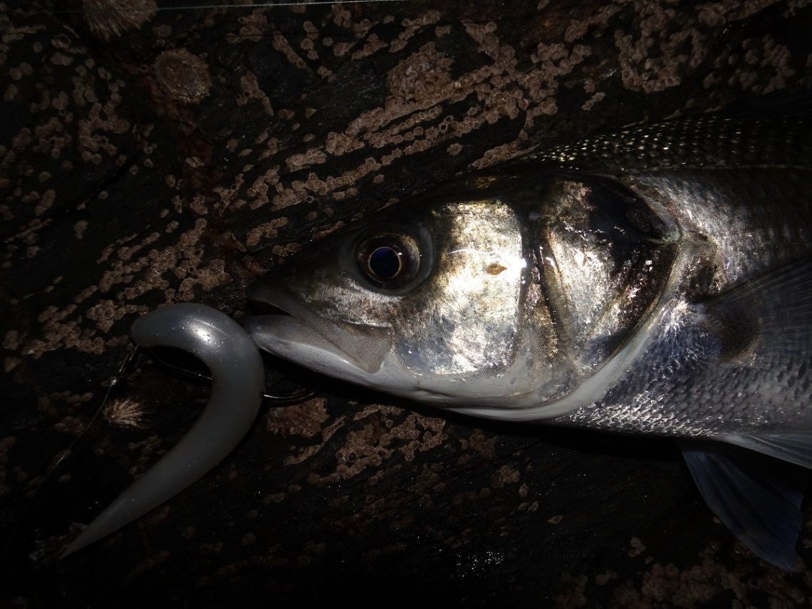 Albie Snax bass Marc Cowling