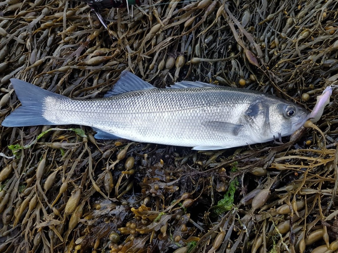 Paddle Tail caught bass