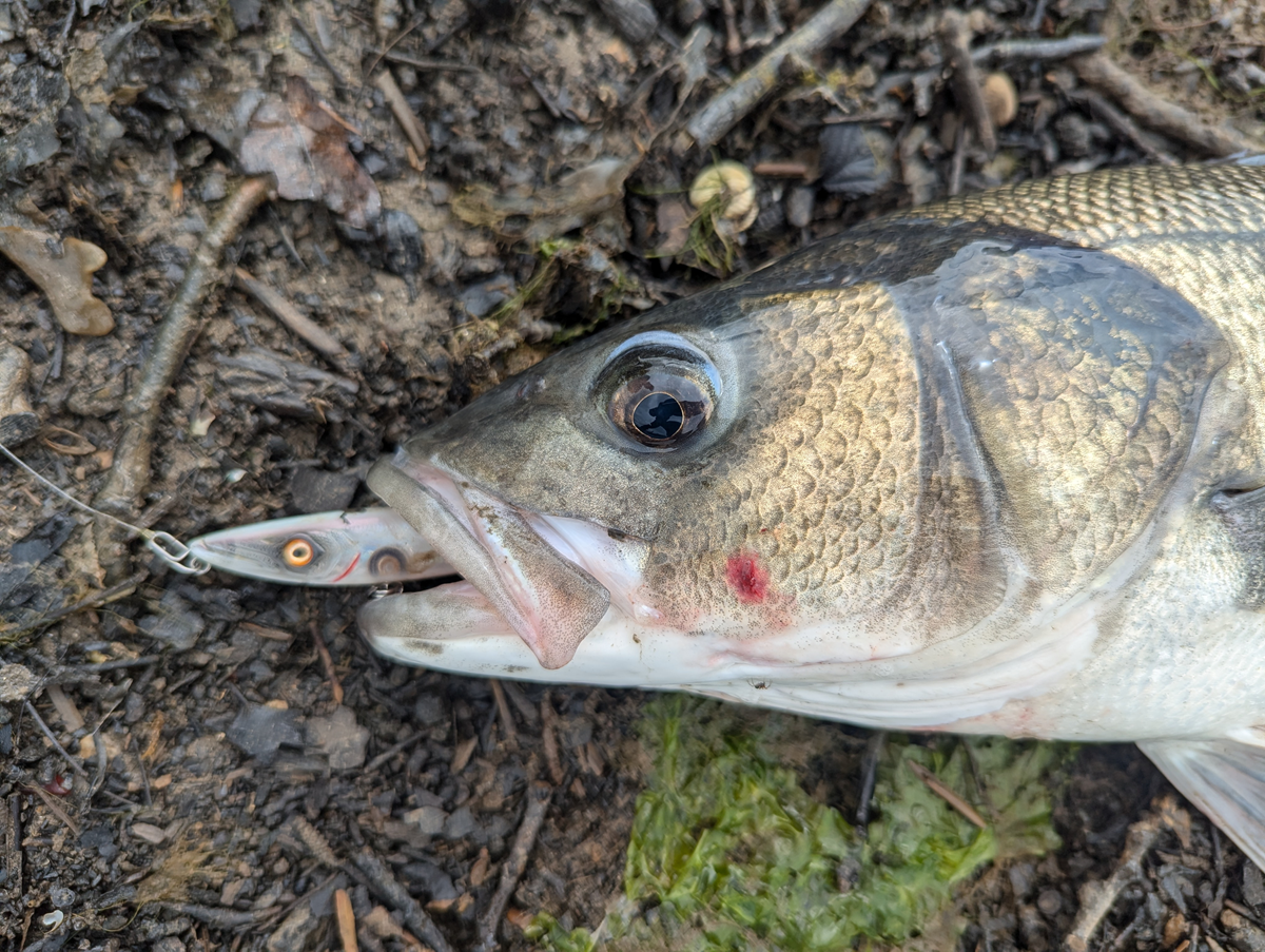 Client Catches – Surface Lures “R” Us… – South Devon Bass Guide Ltd